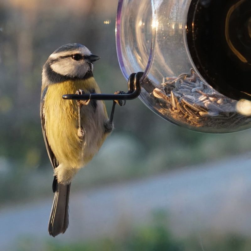 Born in Sweden Birdfeeder available at American Swedish Institute.